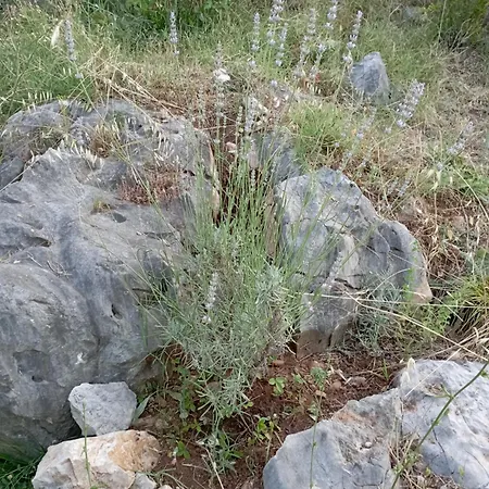 Oliva 16 *
