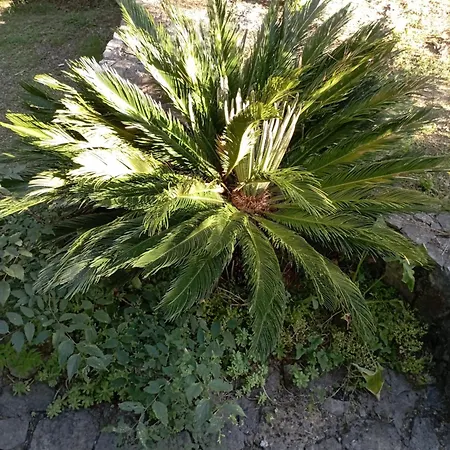 Oliva 16 * Podgorica
